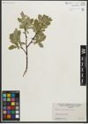 Foto von Salix myrtillifolia Anderson